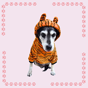 Kigurumi Pet - Tigrinho