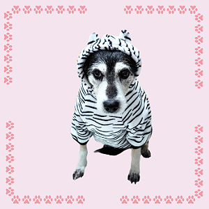 Kigurumi Pet - Zebrinha