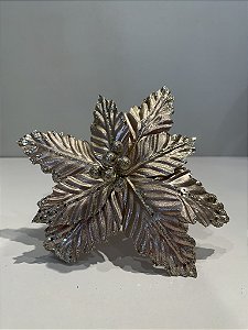 Poinsetia champagne