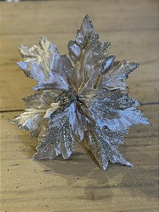 Poinsetia champagne