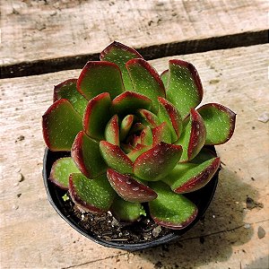 Echeveria Puli -lindsayana