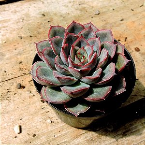 ECHEVERIA BENIOTHINE