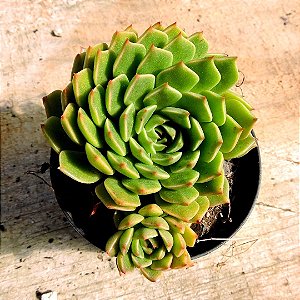 ECHEVERIA OLIVIA