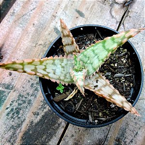 HB ALOE 14