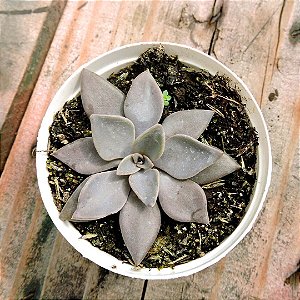 ECHEVERIA RODOLFI