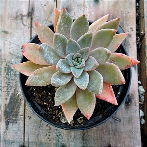 ECHEVERIA PANICULATA