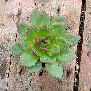 ECHEVEVERIA WHITE CHAMPAGNE
