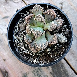 Titanopsis Calcarea