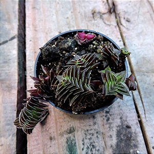 CRASSULA CAPITELLA SSP THYRSIFLORA