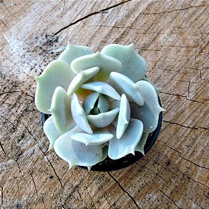 ECHEVERIA LOLA