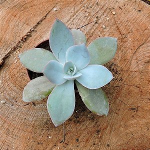 ECHEVERIA CANTE