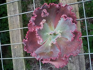 ECHEVERIA KAVARADOSSI (cabeça)