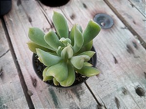 ECHEVERIA DAGDA