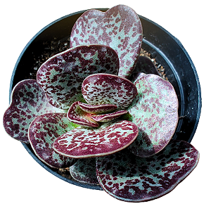 ADROMISCHUS MACULATUS