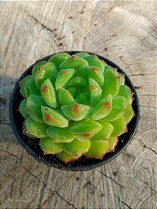 ECHEVERIA DORETTE