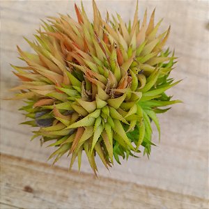 Havortia mini - colônia