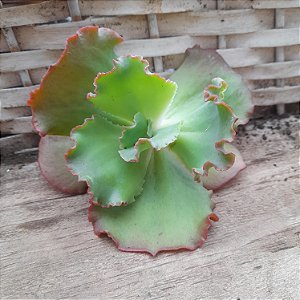 GIBBIFLORA ACRUX