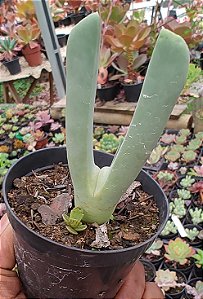 Cheiridopsis candidissima