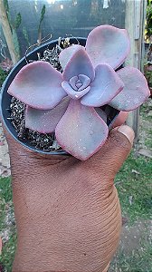 Echeveria MRS Richards Variegata