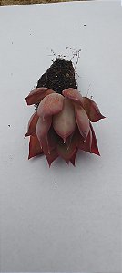 E. Dark Ice