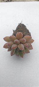 Echeveria Amoena