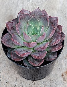 Echeveria Roman