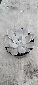 Echeveria Juliana