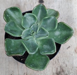 Echeveria Oteroy