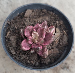 Lenopetalum Chocolate x Strawberry