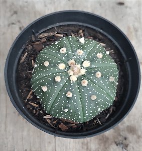 Astrophytum D