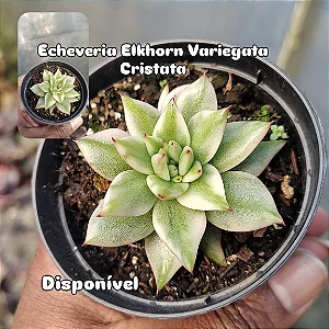 Echeveria Elkhorn Variegata Cristata