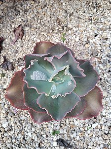 Gibbiflora ON50