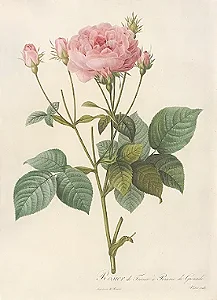 Floral 06