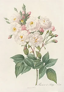 Floral 11