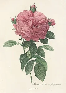 Floral 12