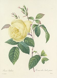 Floral 15