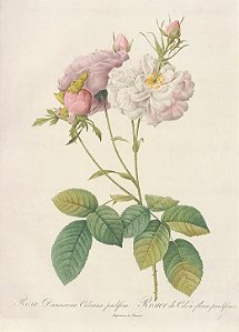 Rosa Damascena