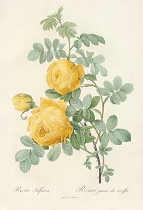 Rosa Sulfurea
