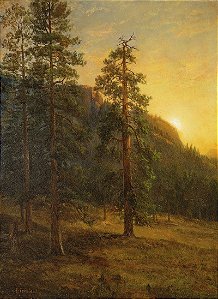 Sequoias-vermelhas da Califórnia