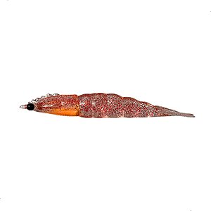Camarão Robaleiro 6,8cm