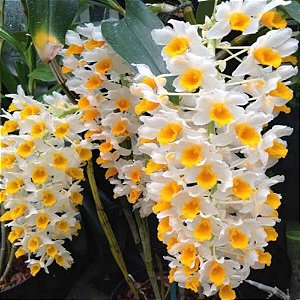 Orquídea Dendrobium Thyrsiflorum- Plantas Adultas E Grande.