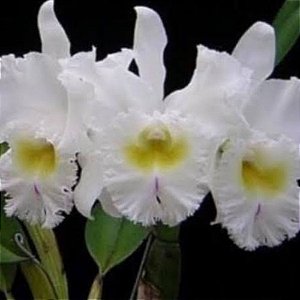Orquídea Cattleya Pastoral Innocence -  Adulta