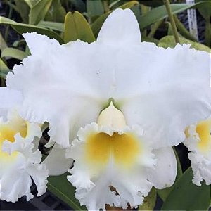 Orquídea Cattleya Irmã Dulce Pré-adulta -  Apta A Florir