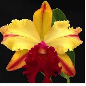 Orquídea Cattleya Blc. Toshie Aoki 'robin' - Adulta
