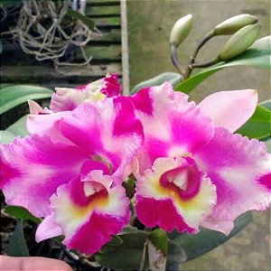 Orquídea Cattleya Blc Flash 114 - Adulta