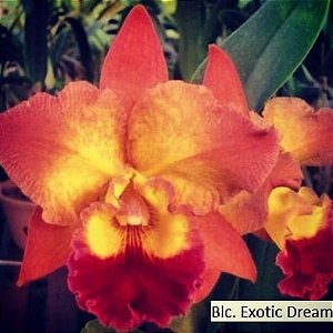 Orquídea Cattleya Blc Exotic Dream - Adulta