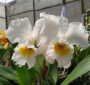 Kit 05 orquídeas cattleyas AD - Escolha as suas