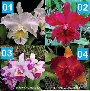 Kit 05 orquídeas cattleyas  Pré- adultas - Escolha as suas
