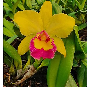 Orquídea Blc. Rodrigo Suzuki 'Pink Lip'