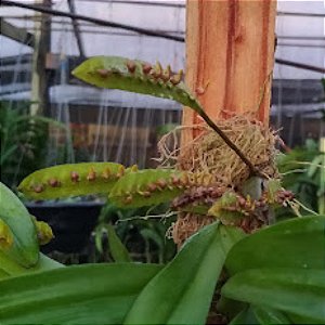 Orquídea Polybulbon Falcatum